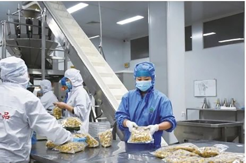 “秋果之王”已上市，青島歐亞德助力板栗行業(yè)發(fā)展！